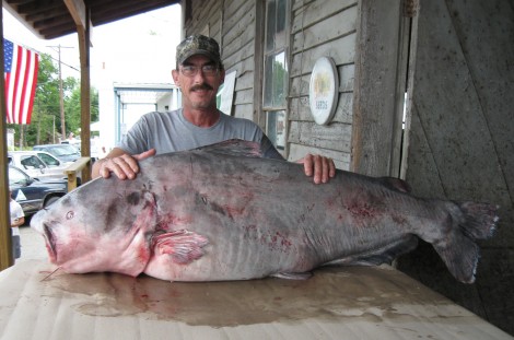 Catfish, man_1531