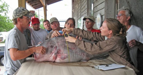 Catfish measuring pg 16